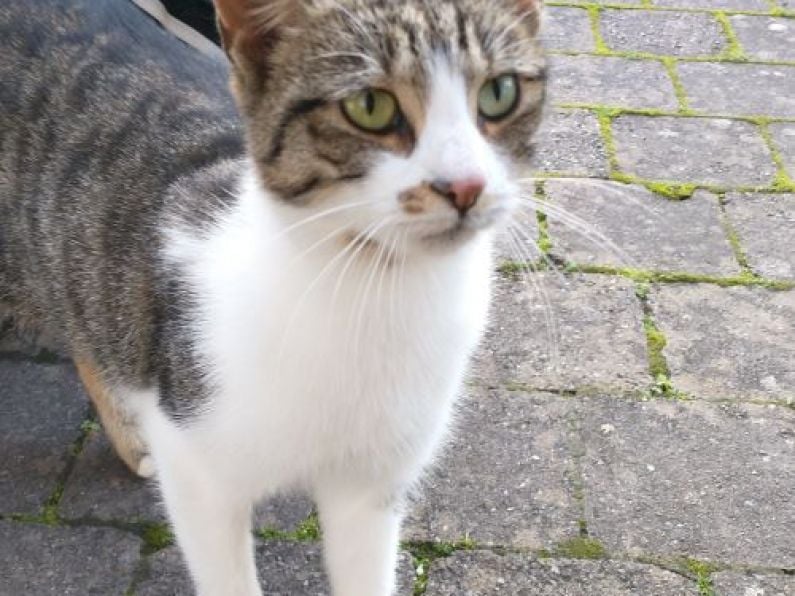 Found: a grey and white cat