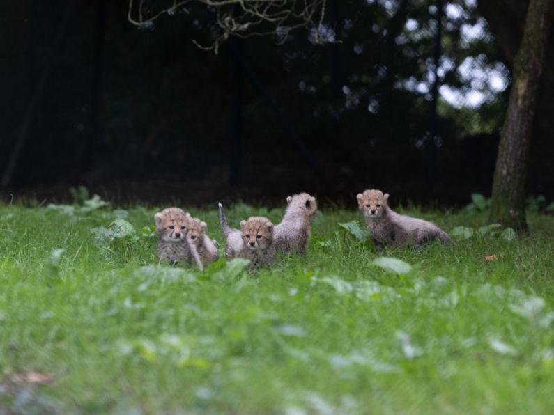 Five endangered cheetah cubs born at Fota Wildlife Park
