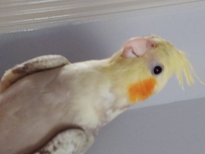 Lost -Cockatiel