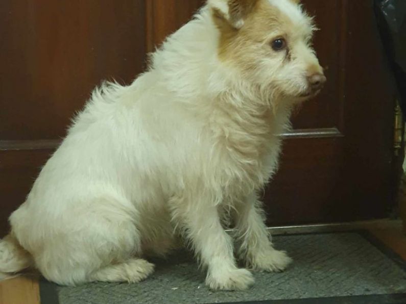 Found:  a cream terrier cross