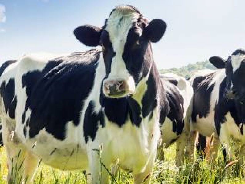 Lost: a black and white dairy cow