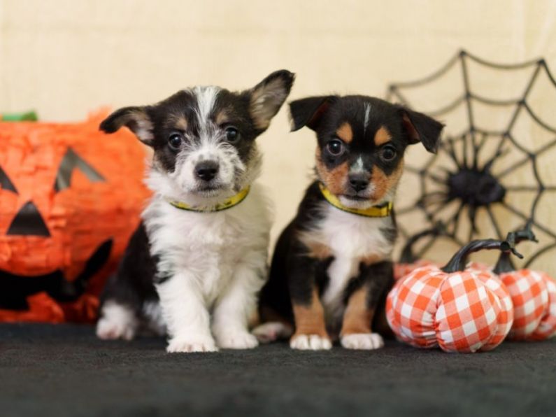 Dogs Trust issues tips to keep pets safe at Hallowe'en