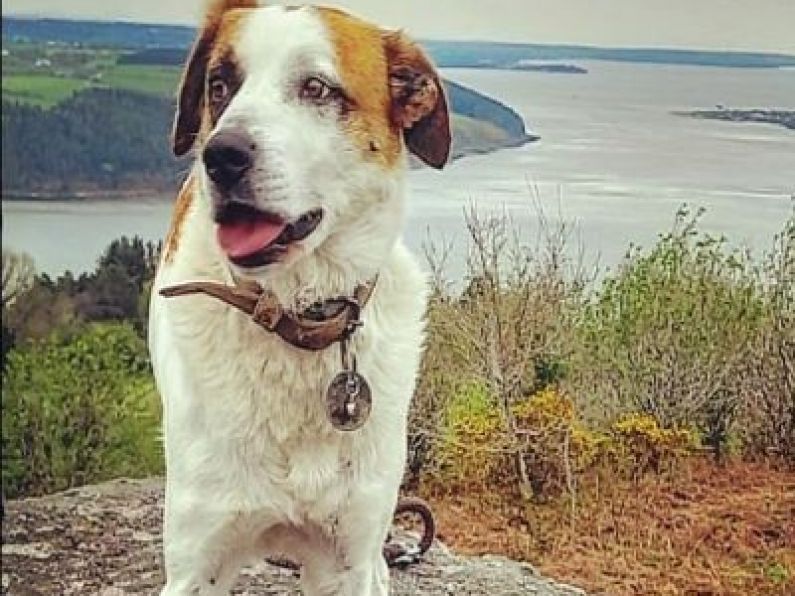 Lost: White and tan dog