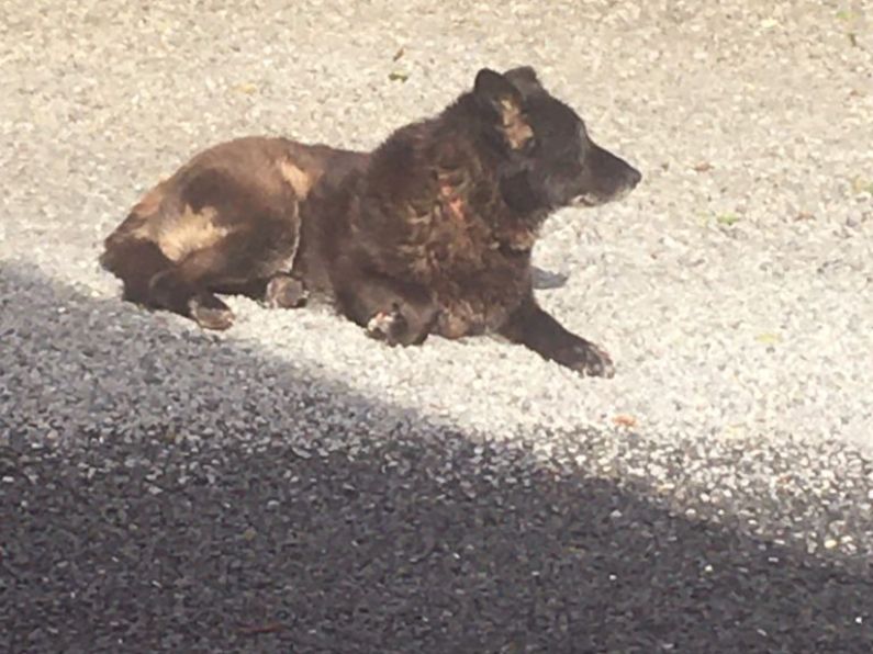 Found: Elderly, black, German Shepherd dog (in picture), Butlerstown area