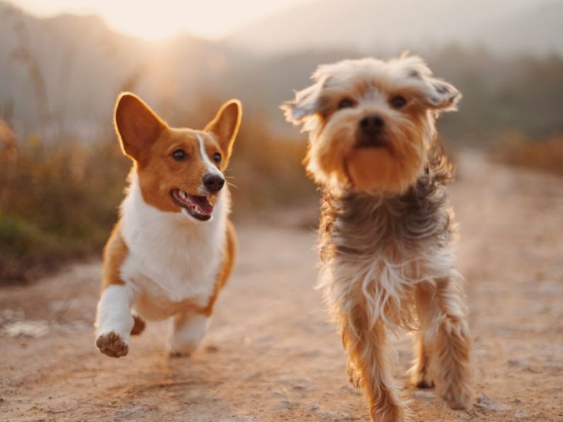 Found: a brown and white male Jack Russell