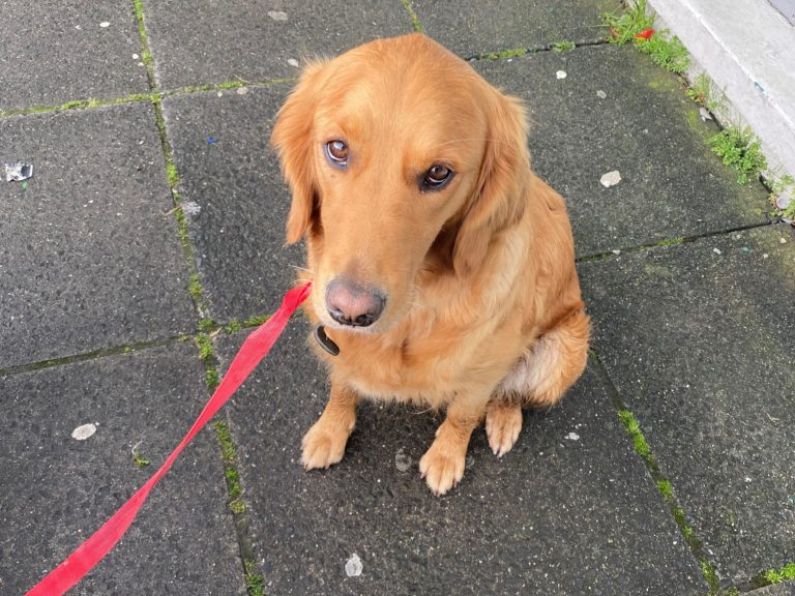 Found: Dog loose in Kilmacthomas, tied up outside Phelan's Centra