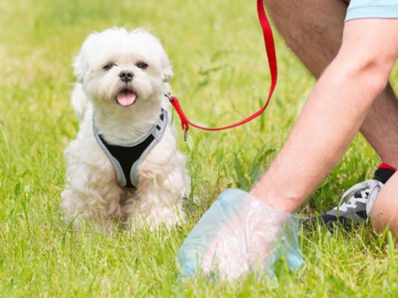 Dog fouling fines should increase to €1,500 Green TD says