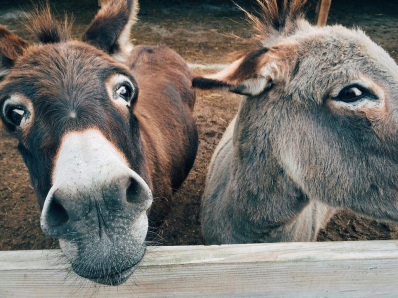 &quot;We're missing our ass&quot;: Waterford priest appeals for donkey to be returned to crib