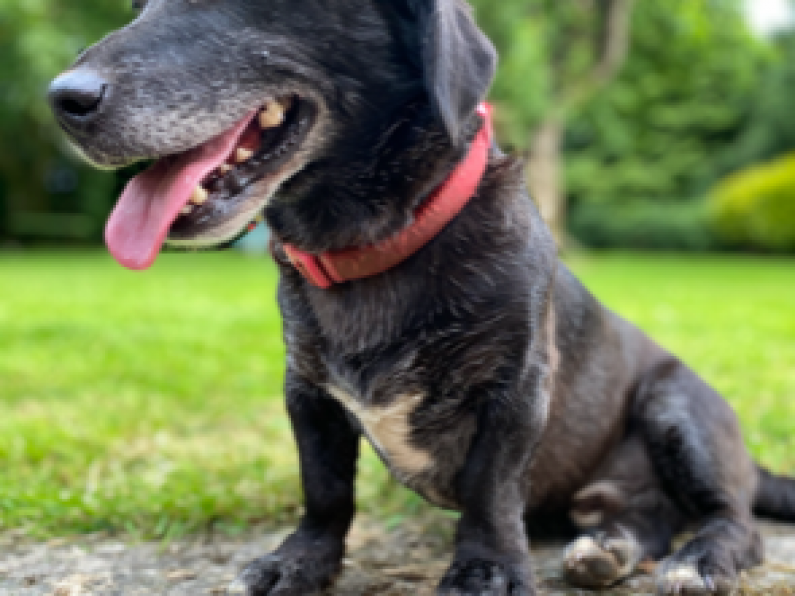 Lost: a Jack Russell/ Labrador cross