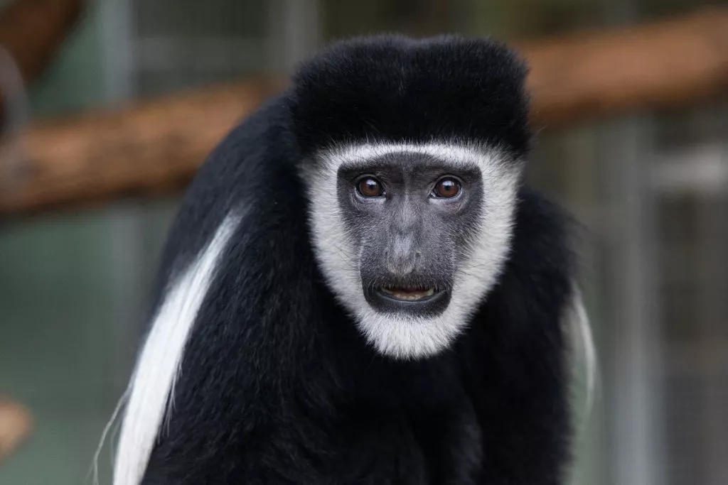 Colobus monkey