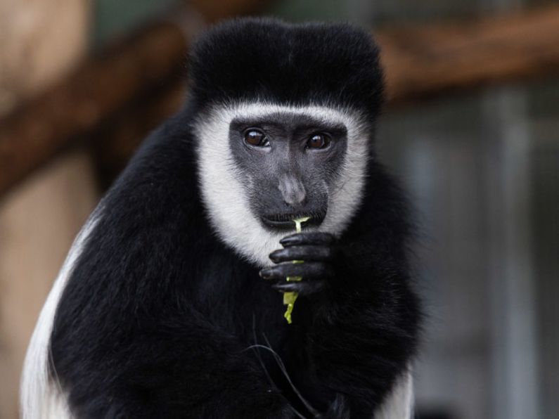 Fota Wildlife Park welcomes new Black-and-white colobus monkey