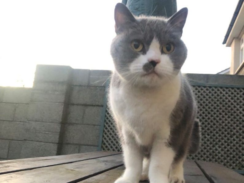 Found : A large grey and white cat