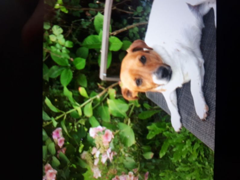 Lost - white and tan Jack Russell dog