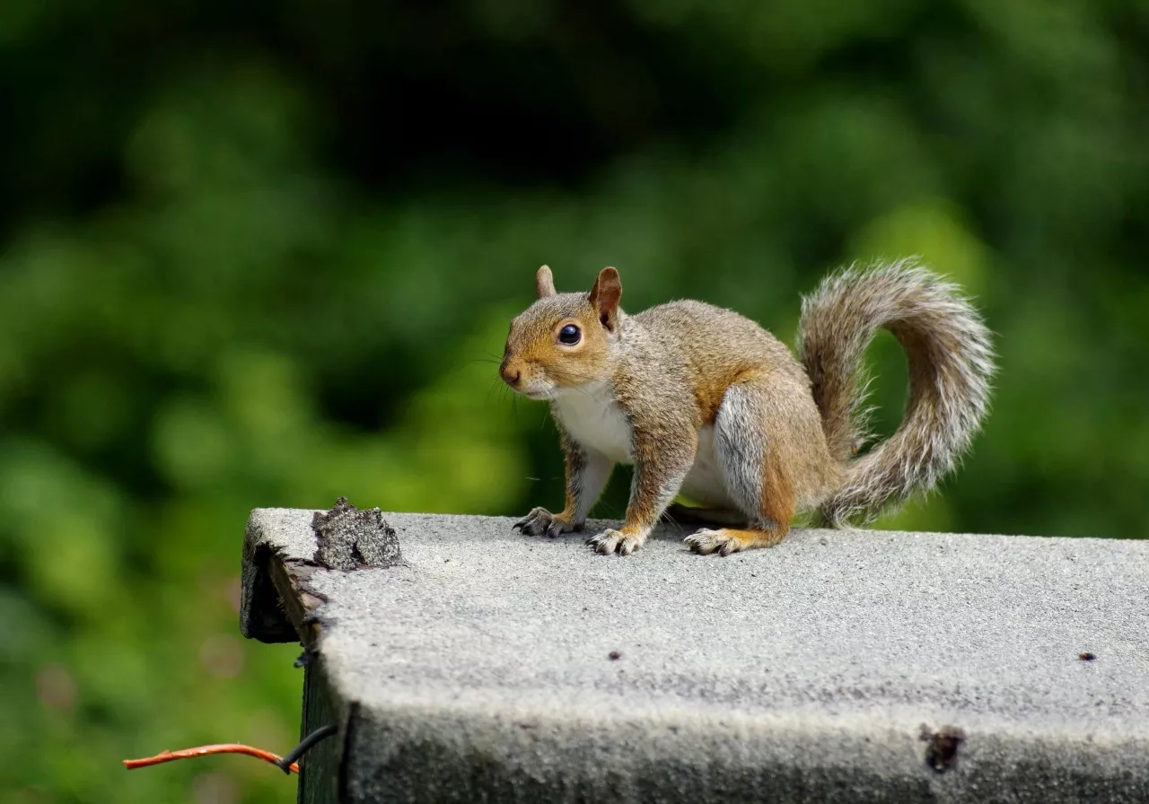 red squirrel