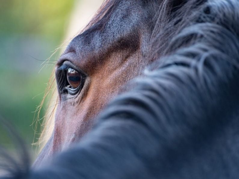 Footage of Cruelty and Abuse of Horses in Kildare revealed by RTÉ Investigates