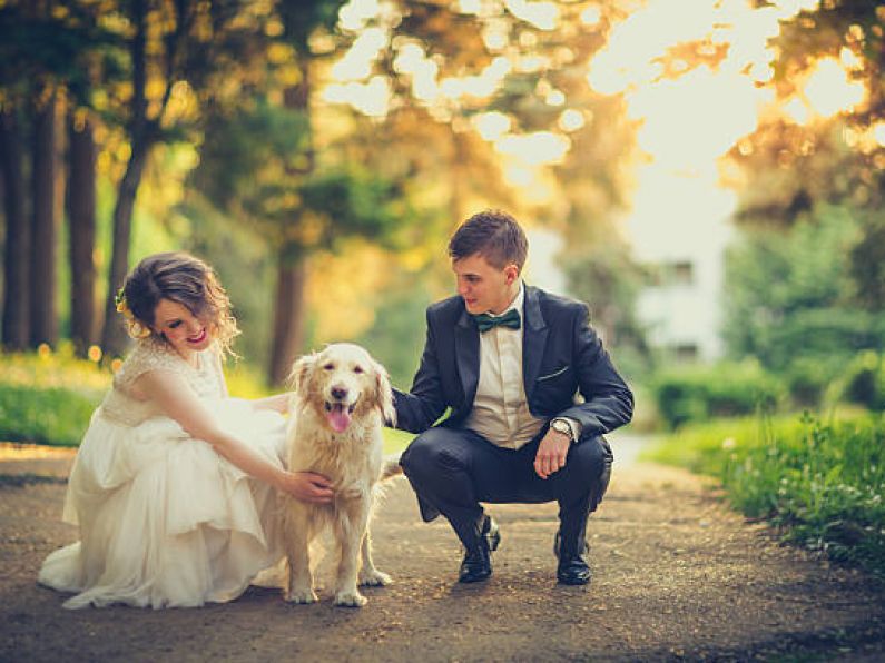 Dungarvan's 360 Cookhouse listed among Ireland's best dog-friendly wedding venues