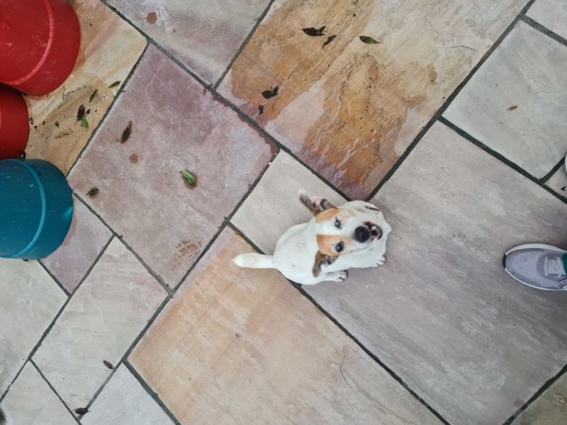 Found : A Female Jack Russell terrier
