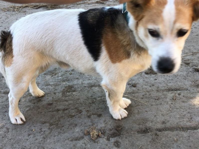 Found: Brown and white Male Jack Russell