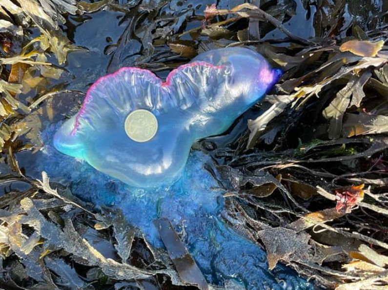 Warnings over dangerous jellyfish on Tramore beach