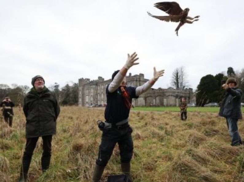 Endangered kestrel discovered in Waterford churchyard rewilded