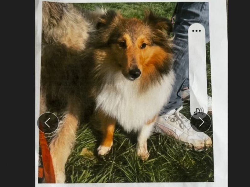 Lost - A 2 year old Sheltie Dog