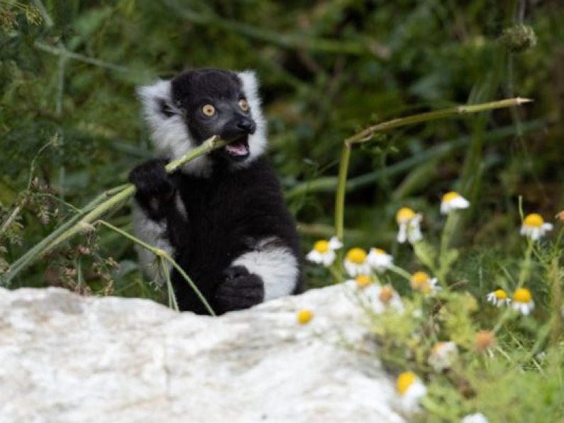 Fota Wildlife Park welcome three critically endangered lemur babies