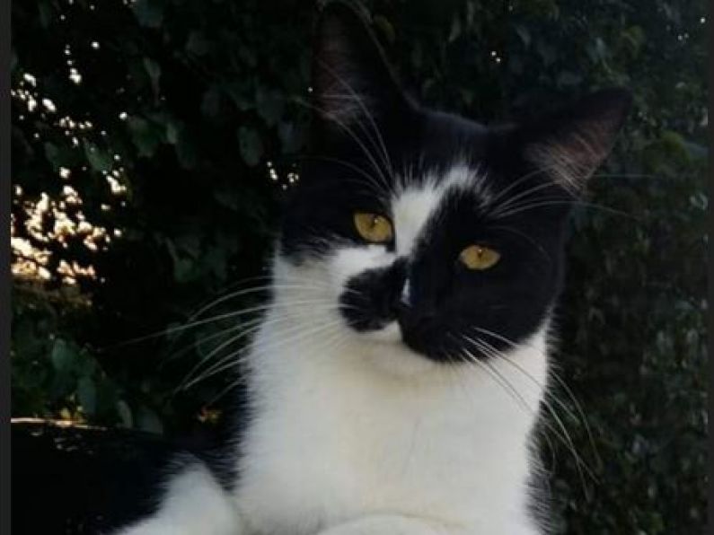 Lost - Black and White Cat