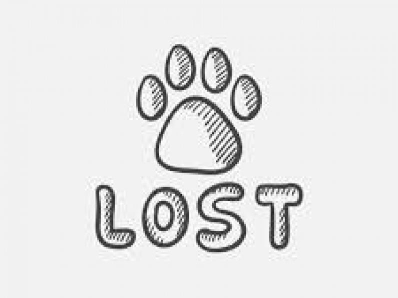 Lost: A brown and white springer spaniel