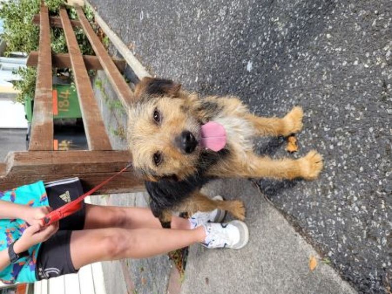 Found: Black & Beige dog