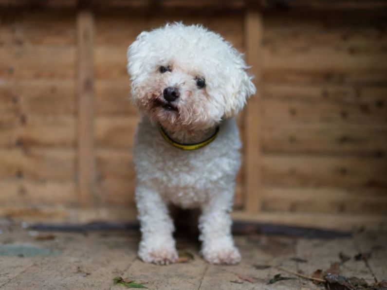 Dogs Trust launches 'End Puppy Farming' campaign