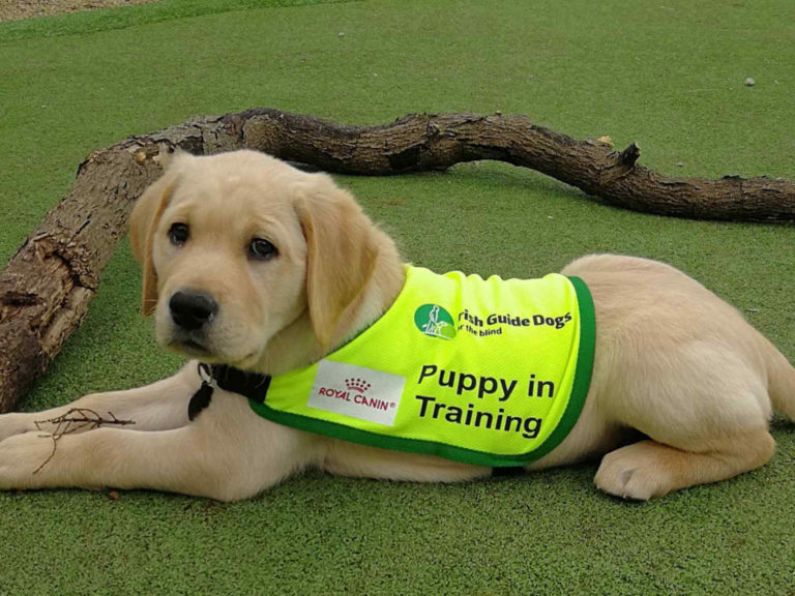 Guide Dog Puppy Raisers needed in Waterford