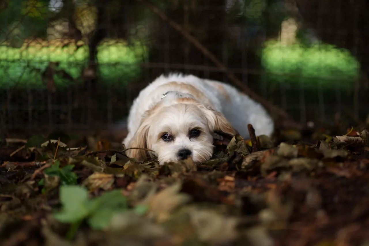 dogs trust puppy farming