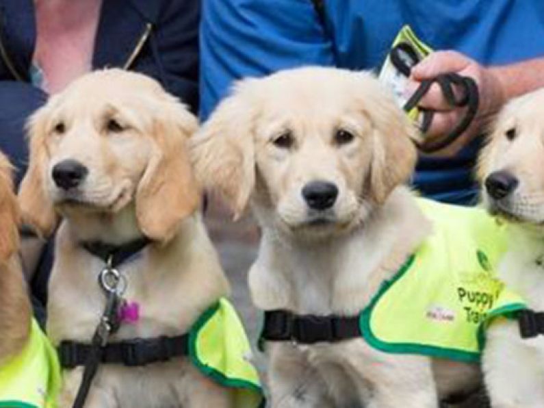 Waterford people needed to raise Guide Dog puppies