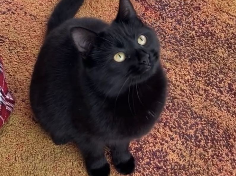 Lost - A 1 year old black cat