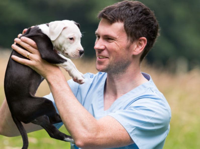 Irish society needs to 'look in the mirror' over attitude to pets, says vet