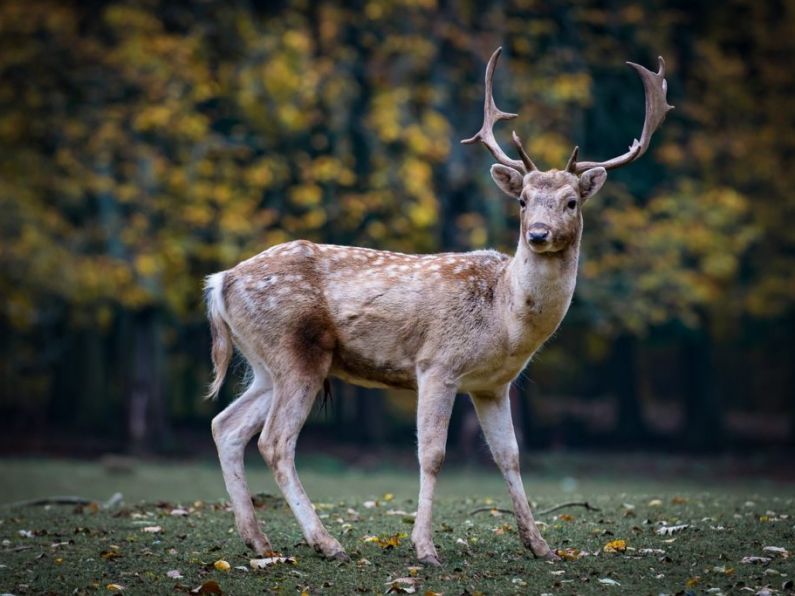 Listen: Niall Kearney on the national deer management strategy