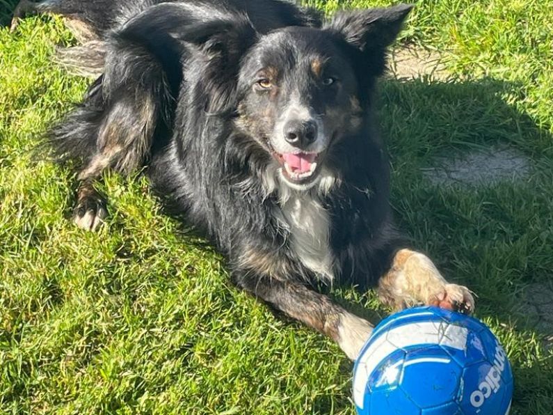 Found - A black Sheep dog