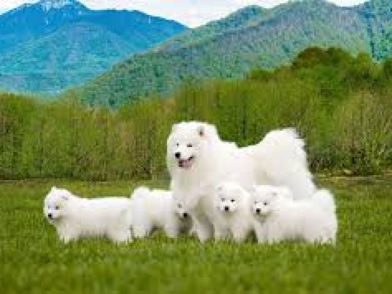 Lost: a white female Samoyed