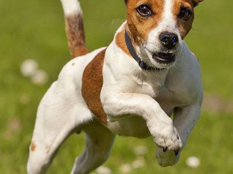 Found: Small, white and tan dog on Keanes Road