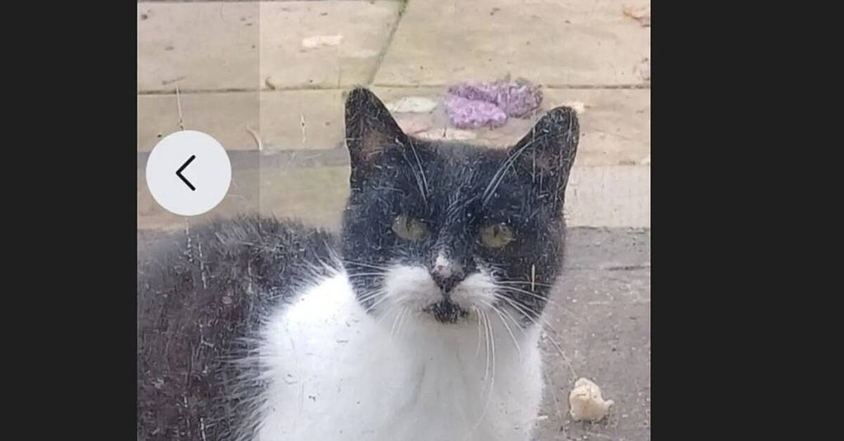 Lost - Black and White Cat - Vimarsana News