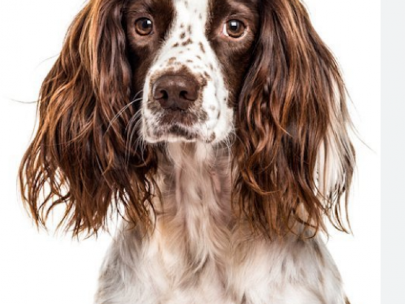 Lost: Brown and white Springer Spaniel in Dunhill village area