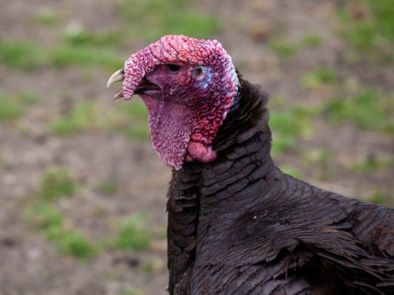 Shortage of Christmas turkeys a possibility due to flu outbreak