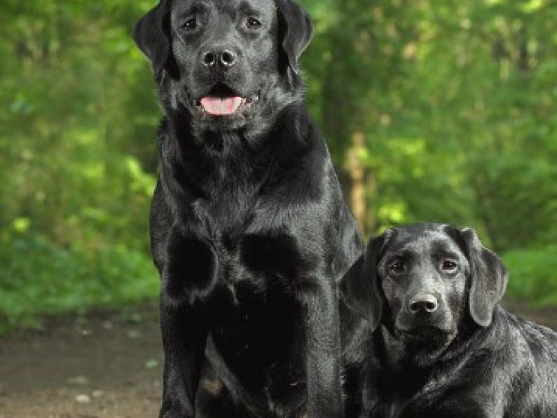 Lost: Two Black Labradors (male and female)