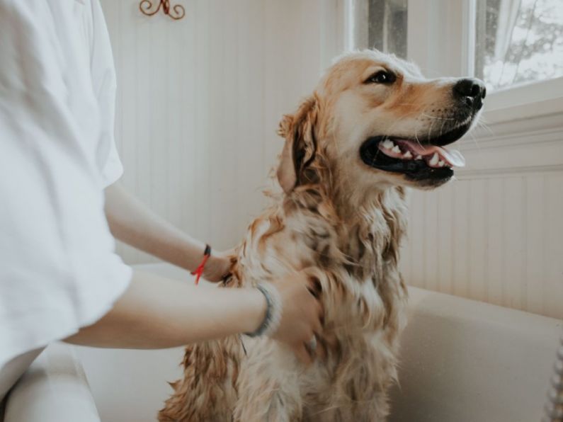 Pets are good for your health and could even save lives, a Waterford vet tells us