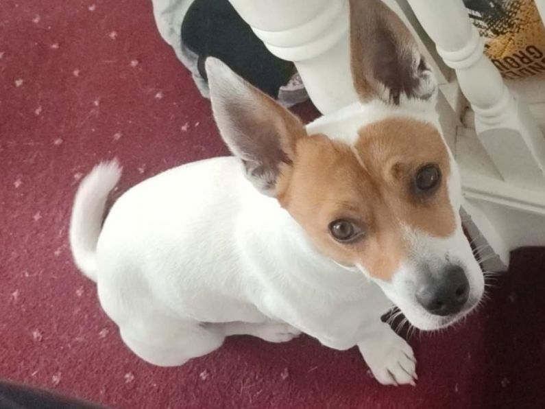 Lost: Jack Russell in Tramore area