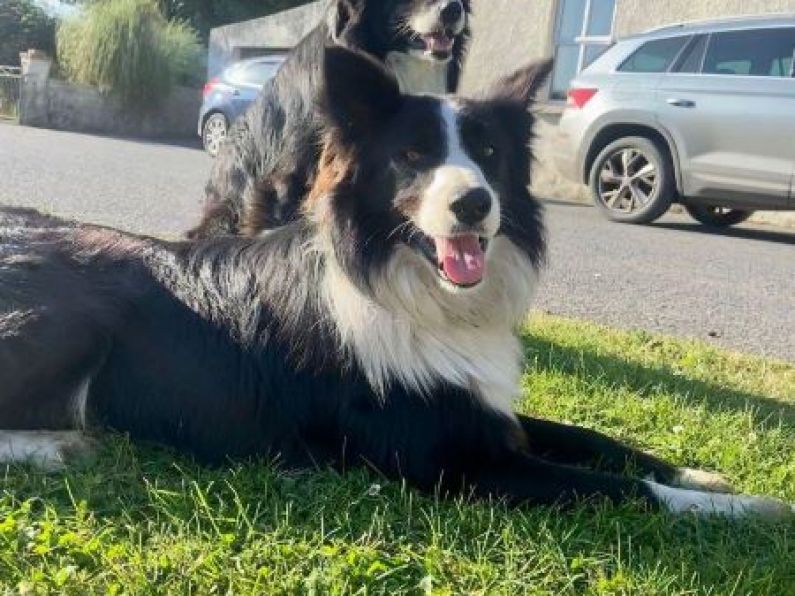 Lost: Black and White Sheepdog