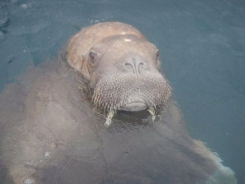 Public asked to keep distance from 'stressed and agitated' Wally the walrus