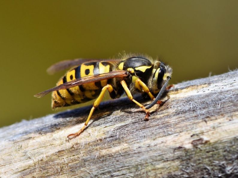 Rentokil reports significant increase in wasp callouts