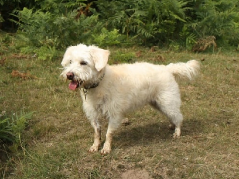 Found - Long, white, mixed terrier dog in Boreenatra, Dungarvan