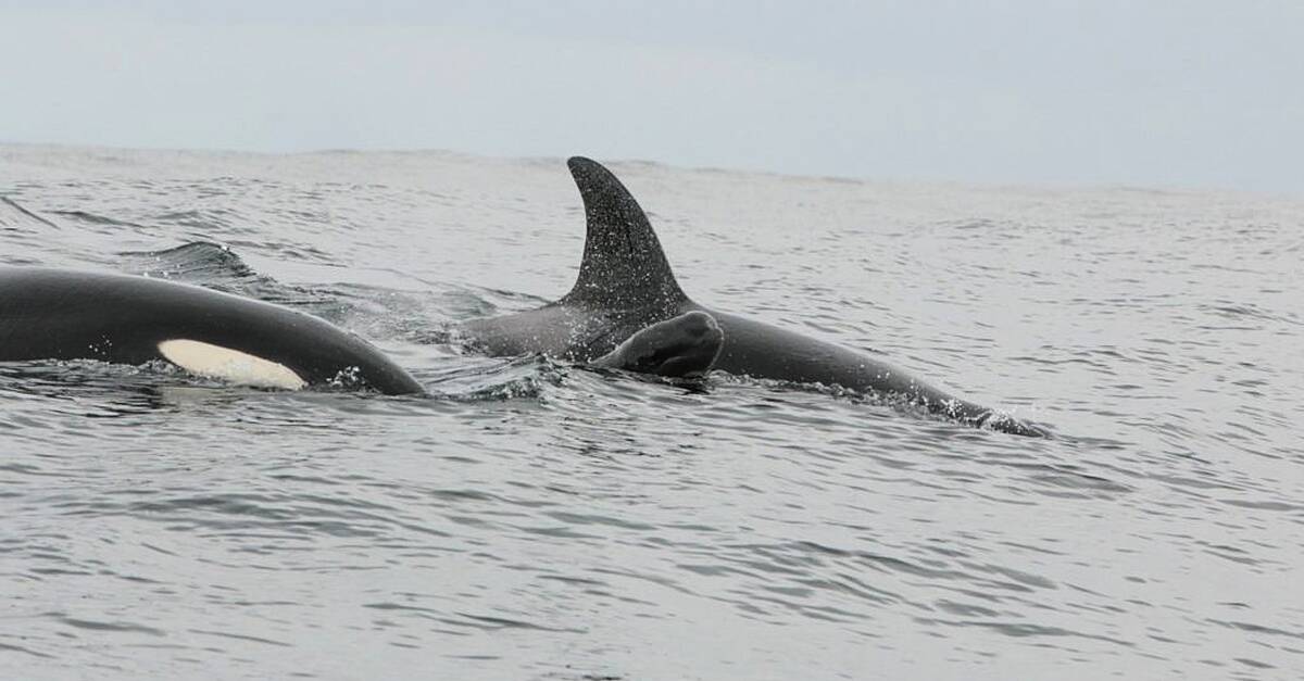 Watch: 20 Whales Spotted Heading Along The Waterford Estuary 